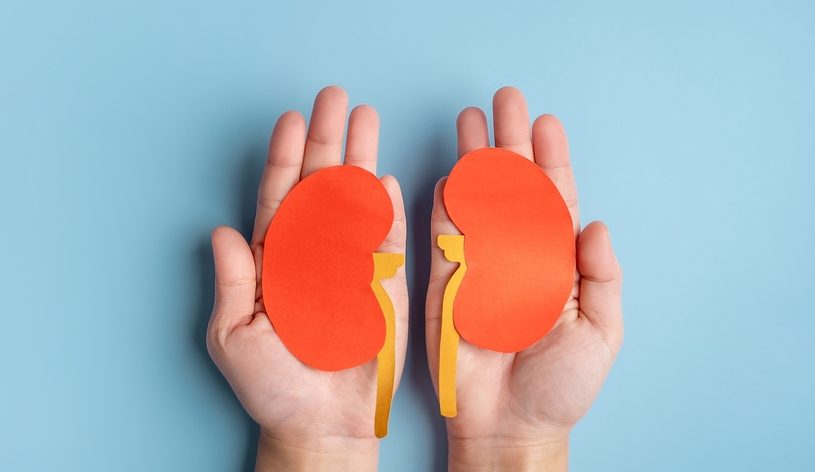 World,Kidney,Day.,Human,Hands,Holding,Healthy,Kidney,Shape,Made