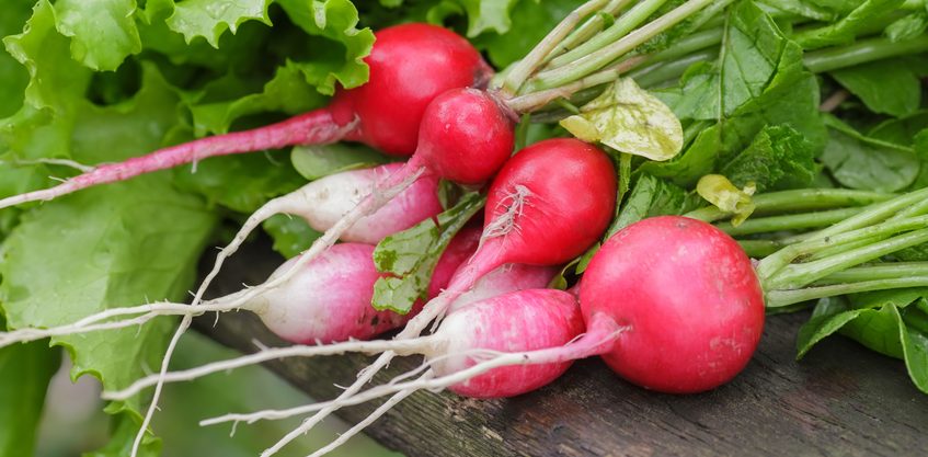 Fresh,Radishes,And,Lettuce,On,Boards,,Summer,Photo.