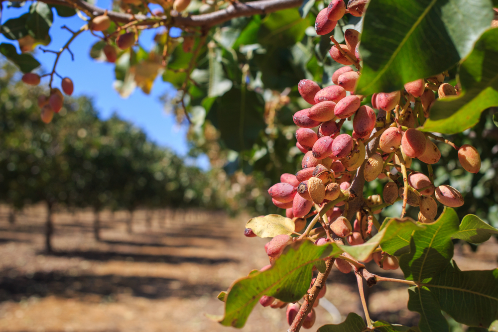 Original,Look,Of,The,Natural,Pistachio,In,The,Set,,Raw